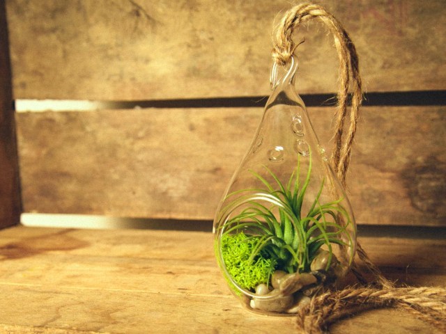 Create Your Own Terrarium