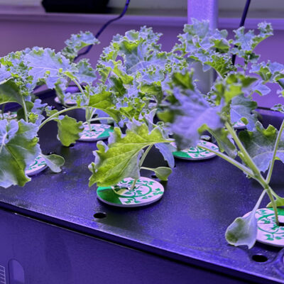 The Advantages of Hydroponic Gardening