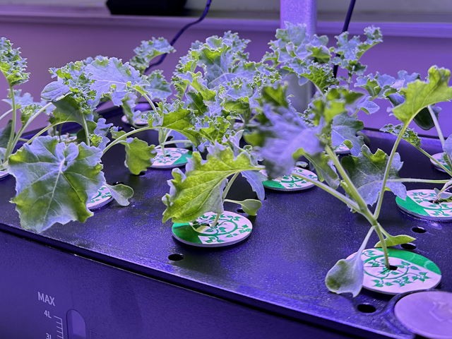 The Advantages of Hydroponic Gardening